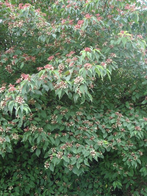 Cornus amomum fruit P1D P2C